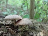 Pluteus americanus image