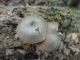 Pluteus americanus image