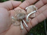 Pluteus americanus image