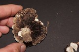 Agaricus crocodilinus image