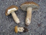 Boletus nobilis image
