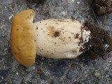 Boletus nobilis image