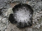 Lasallia pustulata image