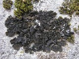 Collema nigrescens image