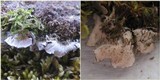 Peltigera praetextata image