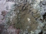 Parmelia saxatilis image