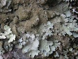 Parmelia saxatilis image