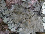 Parmelia saxatilis image