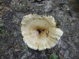 Bondarzewia berkeleyi image