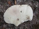 Bondarzewia berkeleyi image