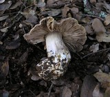 Tricholoma atroviolaceum image