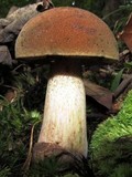 Tylopilus variobrunneus image