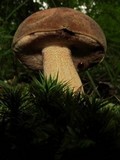 Tylopilus variobrunneus image