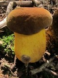 Boletus auripes image