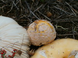 Amanita amerimuscaria image