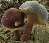 Xanthoconium purpureum image