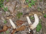 Leccinellum crocipodium image
