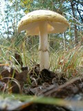 Amanita amerimuscaria image