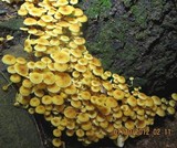 Xeromphalina kauffmanii image