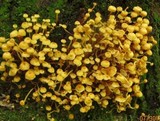 Xeromphalina kauffmanii image