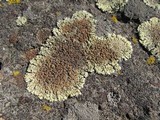 Lecanora muralis image