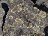 Lecanora muralis image