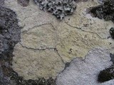 Pertusaria flavicans image