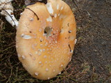 Amanita amerimuscaria image