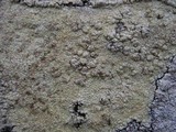Pertusaria flavicans image