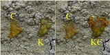 Pertusaria flavicans image