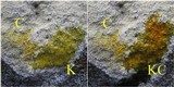 Pertusaria amarescens image