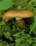 Tricholoma aurantium image