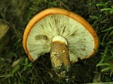 Tricholoma aurantium image