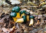 Leotia viscosa image