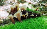 Spathulariopsis velutipes image