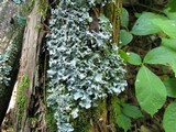 Parmotrema perlatum image