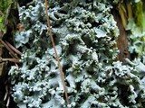 Parmotrema perlatum image