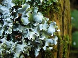 Parmotrema perlatum image