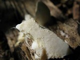 Climacodon pulcherrimus image