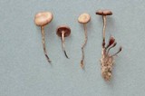 Psilocybe montana image