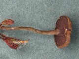 Psilocybe montana image