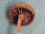 Psilocybe montana image