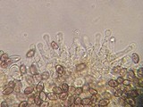 Psilocybe montana image