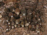 Morchella snyderi image