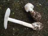 Amanita pseudovolvata image