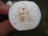 Amanita pseudovolvata image
