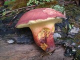 Baorangia bicolor image