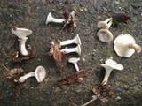 Clitocybe truncicola image