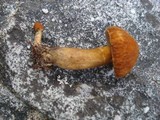 Gyroporus castaneus image