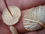 Mycetinis scorodonius image
